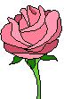 picture of a rose