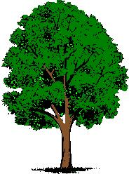 picture of a dark green tree